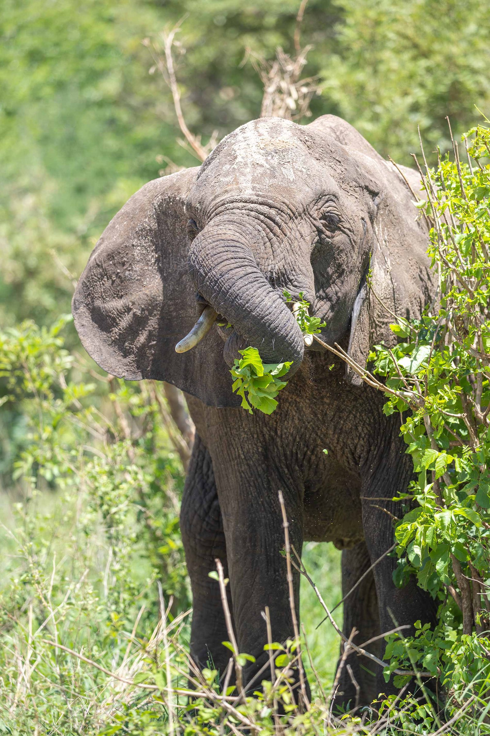 Kilimanjaro Trekking